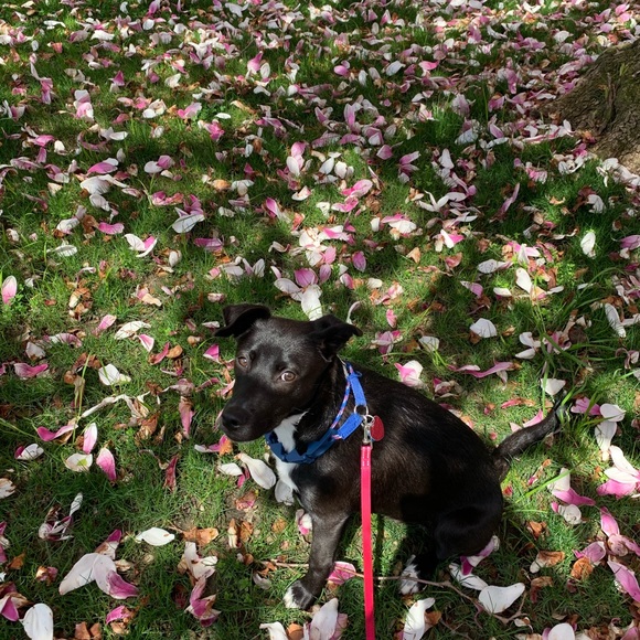 Meet your Posher, Ziola - Picture 1 of 1